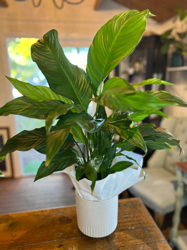 Gift wrapped potted plant